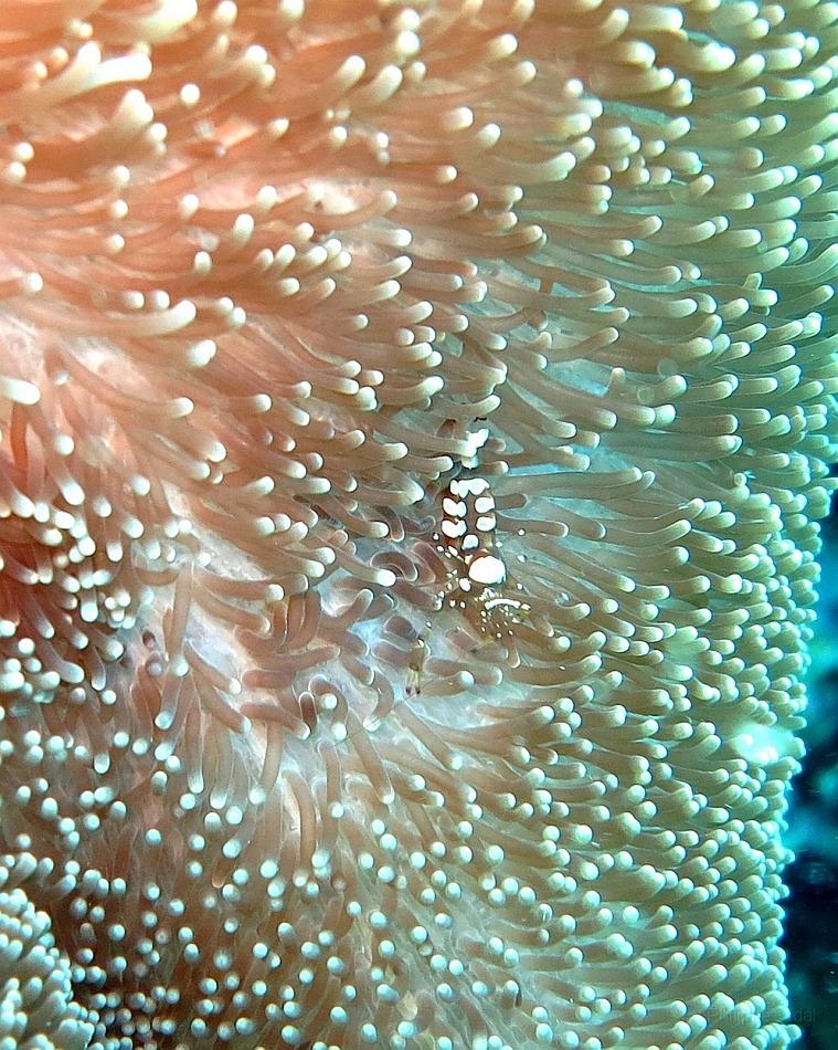 IMG_1283rf_Maldives_Madoogali_Plongee14_Donagali caves_Anemone et crevette.jpg